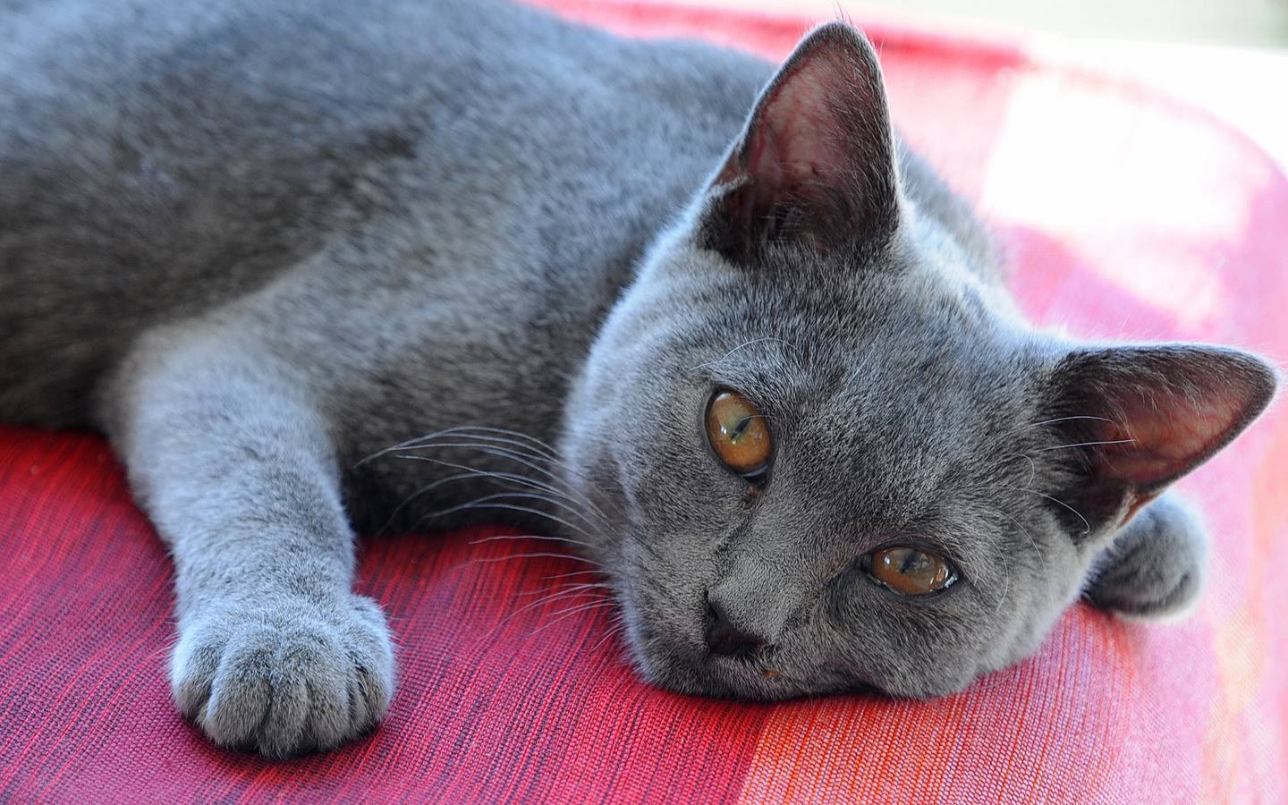Шартрез (кошка): описание французской породы
