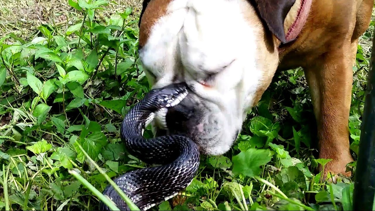 Что делать если собаку укусила змея: опасен ли уж и гадюка
