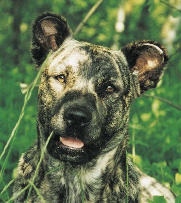 Азорская пастушья собака (Азорская овчарка, Сан-Мигельский фила)
