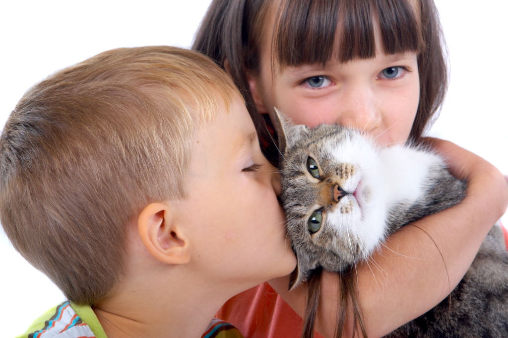 Какую кошку подарить внукам: лучшие породы для детей