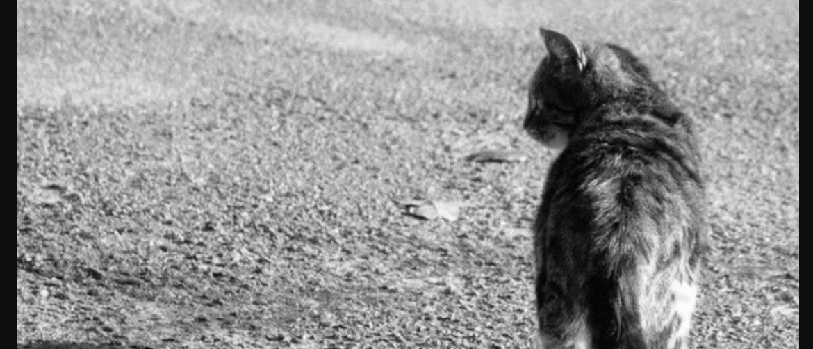 Почему кошки уходят умирать из дома предчувствуя свою кончину