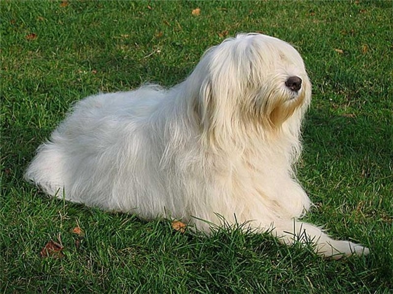 Пушистые собаки: маленькие и большие лохматые породы