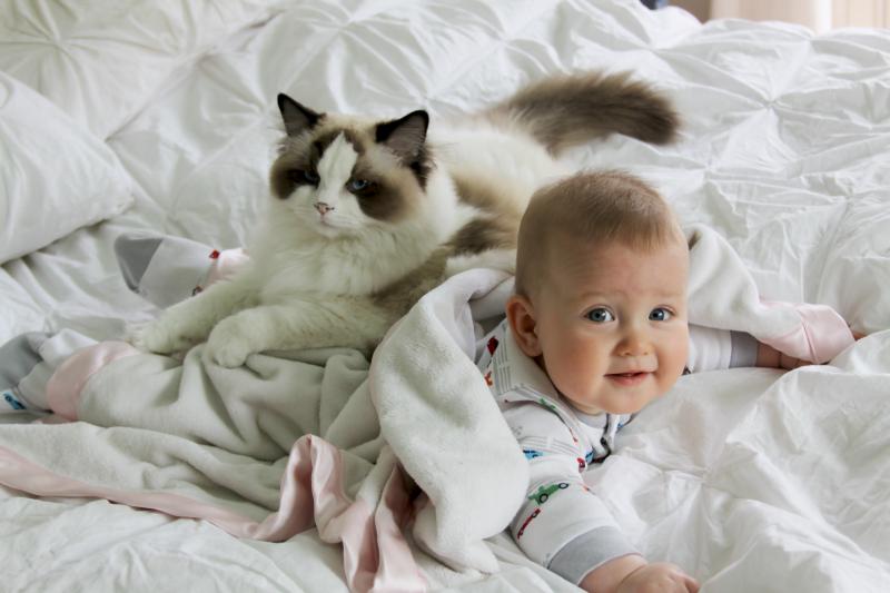 Кот или кошка: выбираем друга в семью с ребёнком