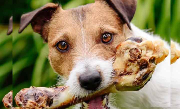 Можно ли давать собаке куриные кости и почему нельзя