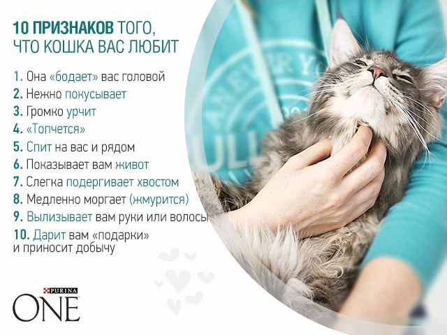 Как понять, что кошка тебя любит — признаки чувств питомца