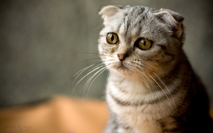 Почему кошка расстроена? Несколько вещей, которые испортят настроение любой кошке