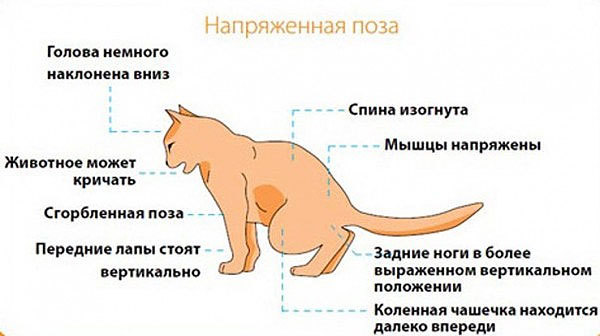 Запор у кошки или кота: что делать?
