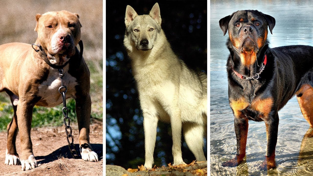 Самые опасные собаки в мире: топ 10 пород
