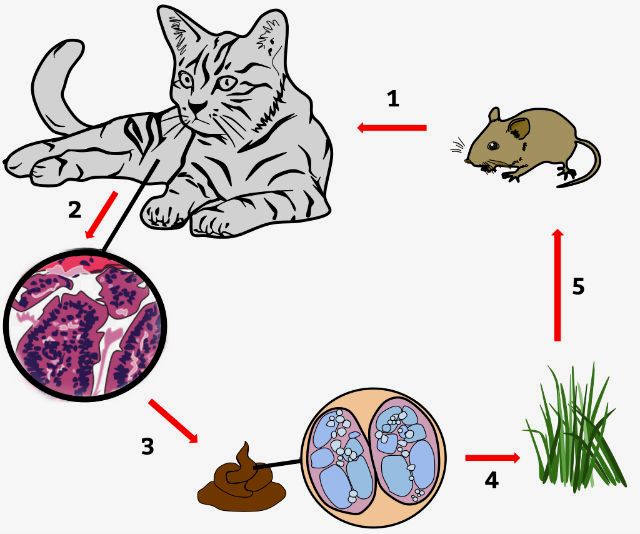 Можно ли заразиться глистами от кошки