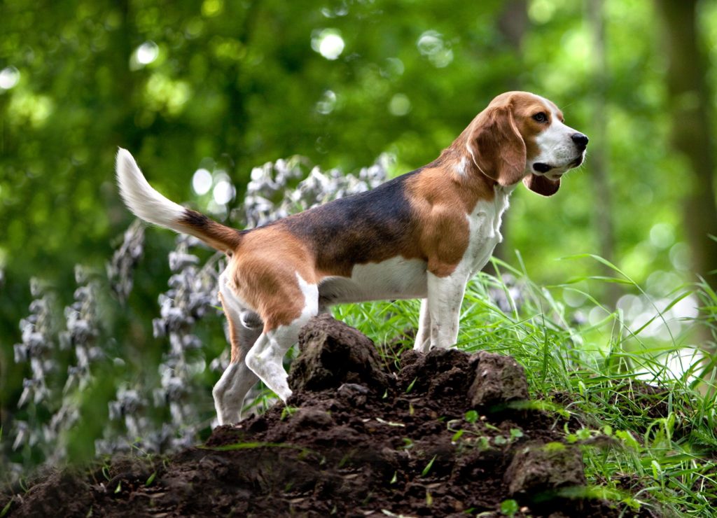 Охотничьи породы собак: идеальные помощники в погоне за добычей