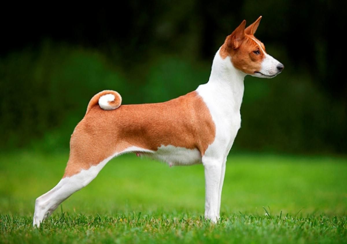Басенджи — порода собак