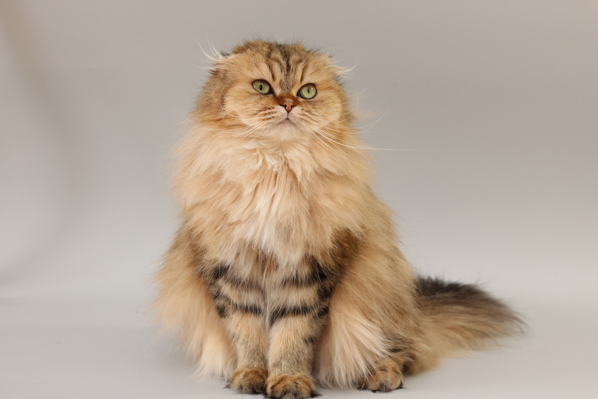 Какие кошки длинношерстные. Шотландская длинношерстная шиншилла. Британская длинношёрстная кошка. Шотландская вислоухая длинношерстная золотой мрамор. Европейская длинношерстная кошка.
