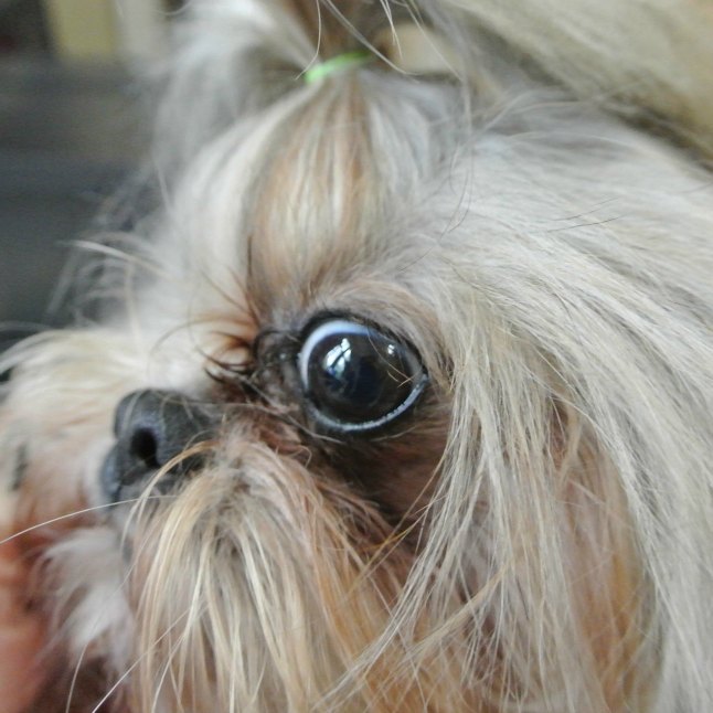 Собака у которой выпадают глаза: обзор пород