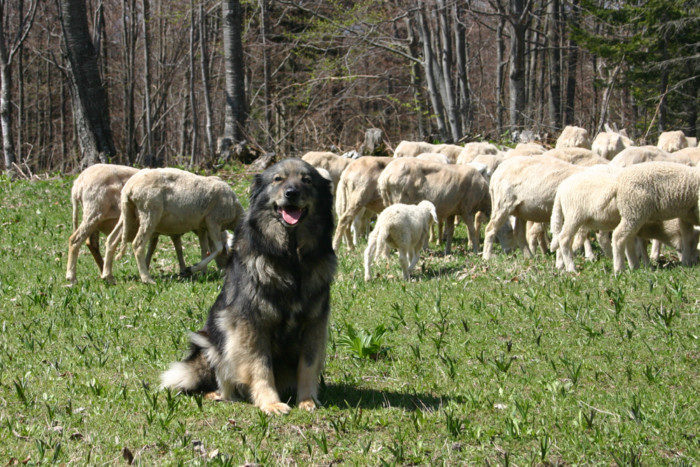 Крашская овчарка