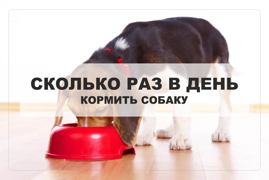 Когда кормить собаку: до или после прогулки