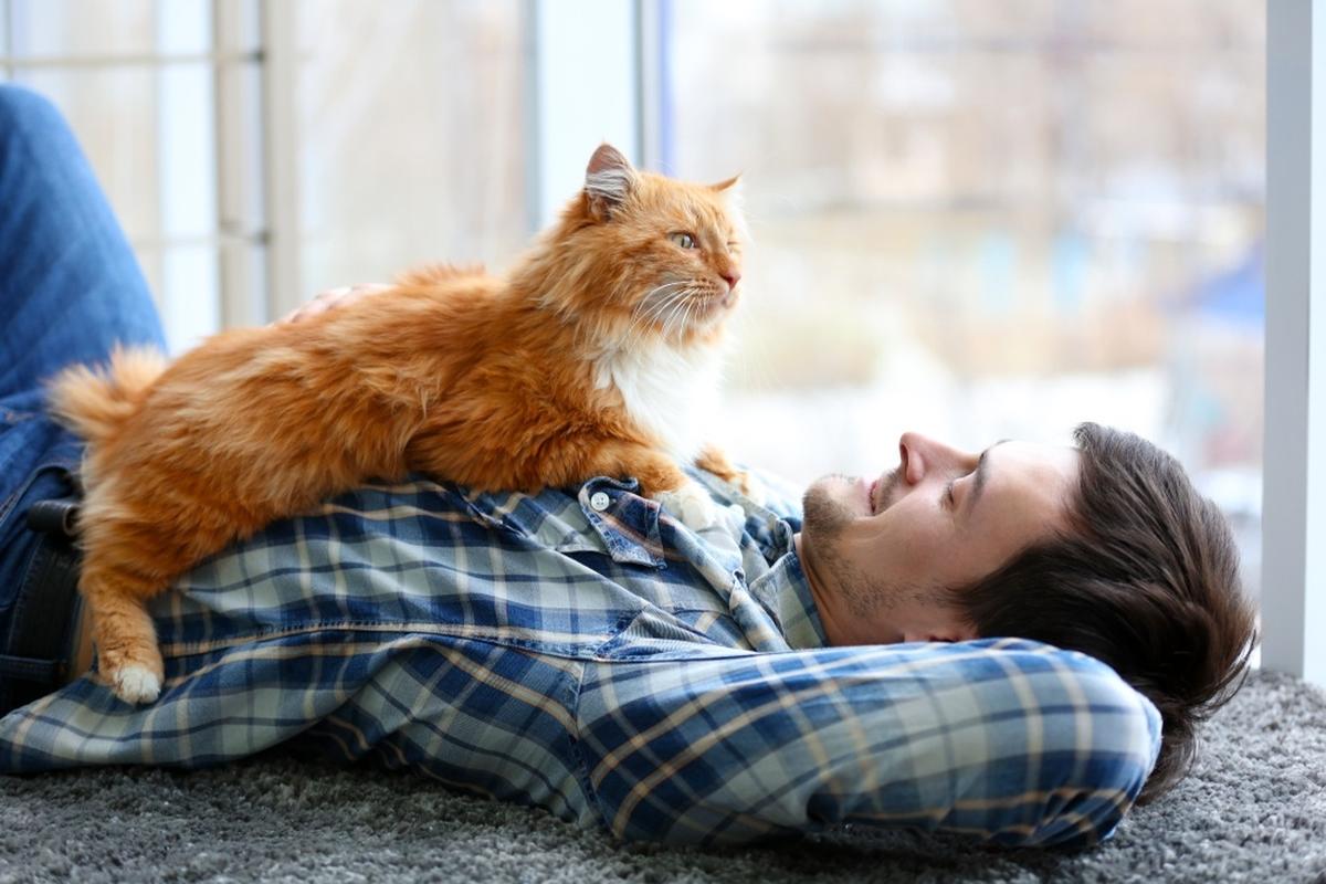 Как кошки воспринимают своих хозяев?