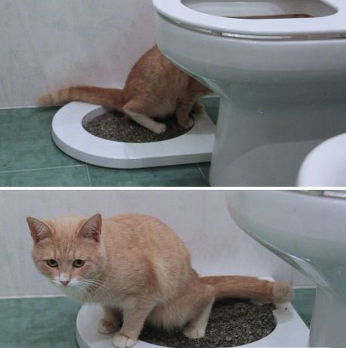 Когда котята начинают ходить в туалет самостоятельно
