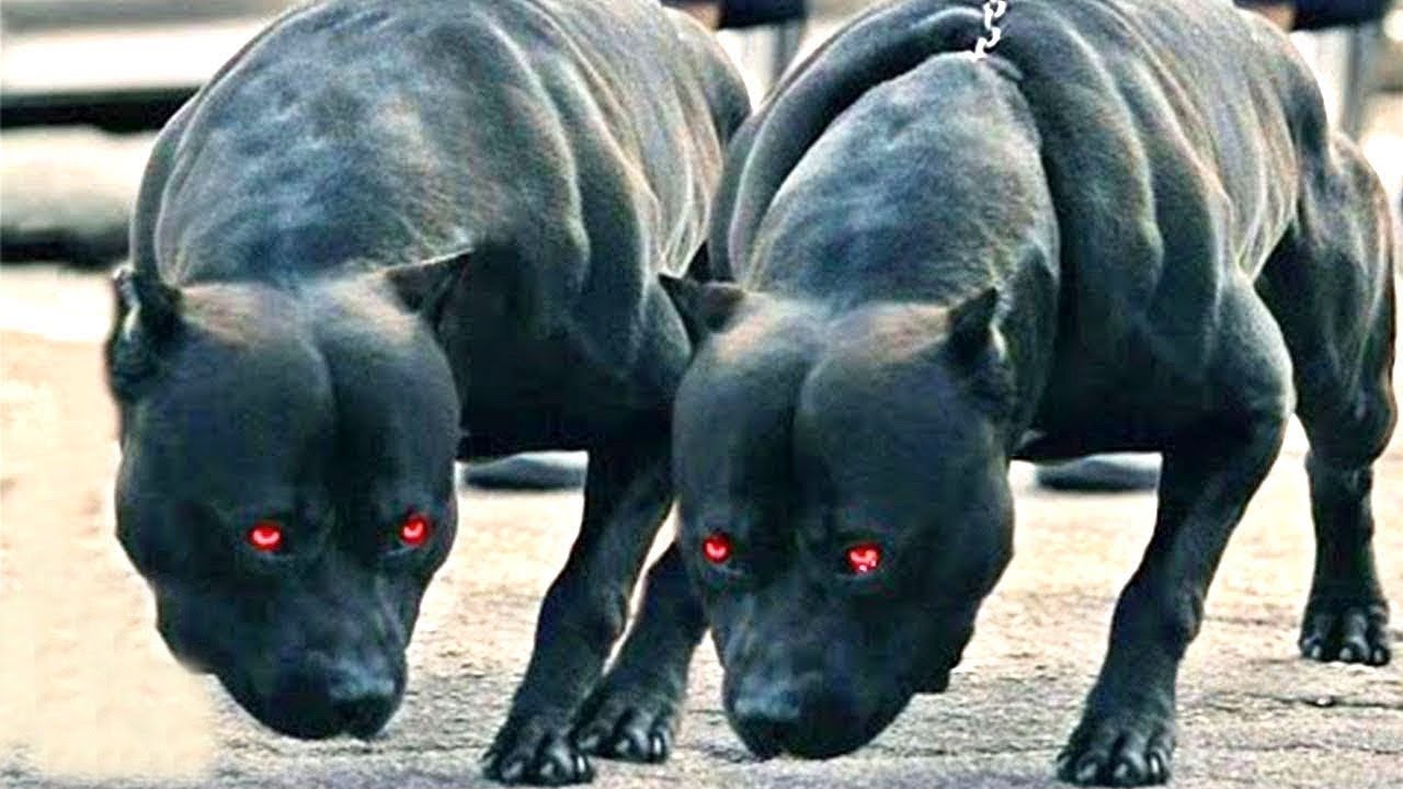 Настырность в крови: Топ-5 самых упрямых пород собак
