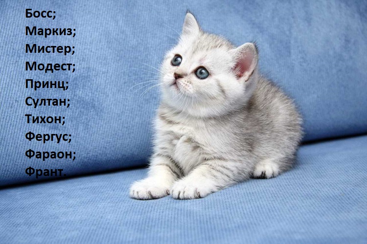 Как назвать серого котенка мальчика