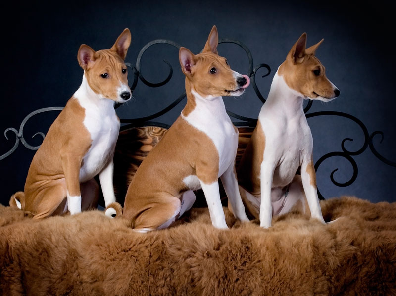 Собаки которые не линяют и не пахнут: подходящие породы