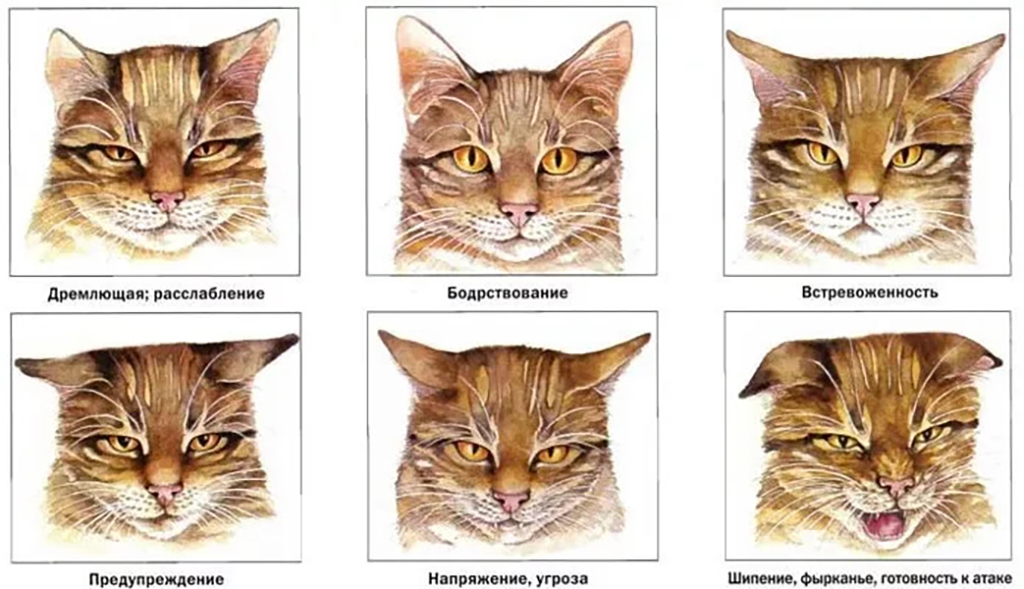 Как отличить кота от кошки по морде: различия