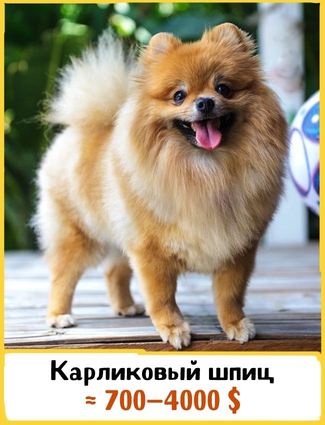 Сколько стоят собаки: самые дешевые породы