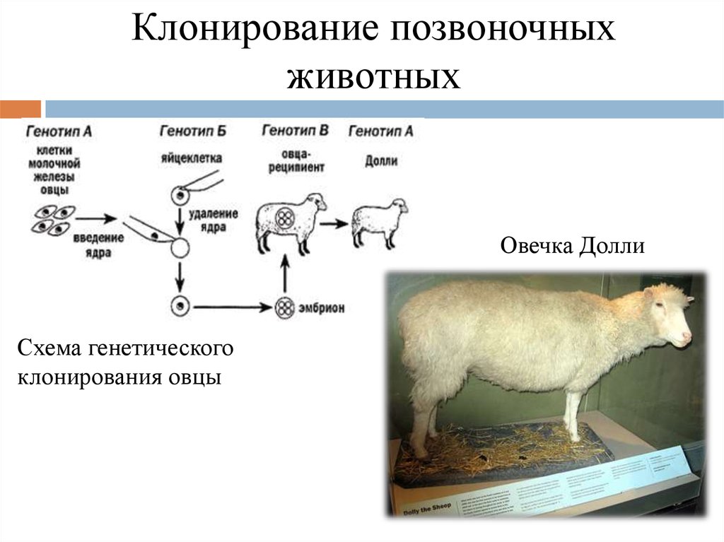 Презентация про овцу долли