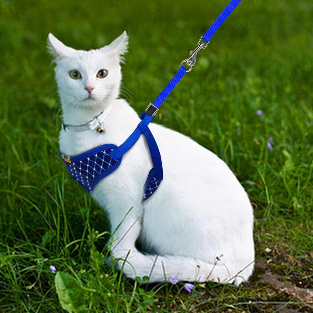 Поводок для кошек: ошейники для прогулок