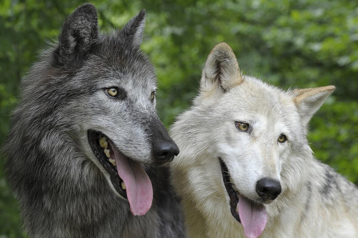 Волкособ — гибрид волка и собаки: достоинства и недостатки
