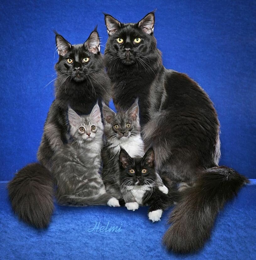7 пород кошек, которые отличаются своей «болтливостью»