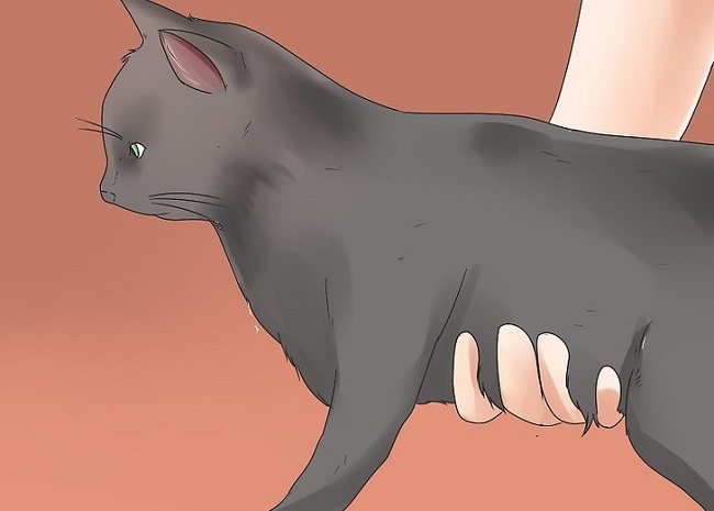 Как приручить кота и дикого котенка с улицы