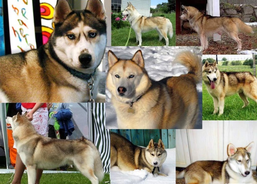 6 пород собак, внешне похожих на хаски