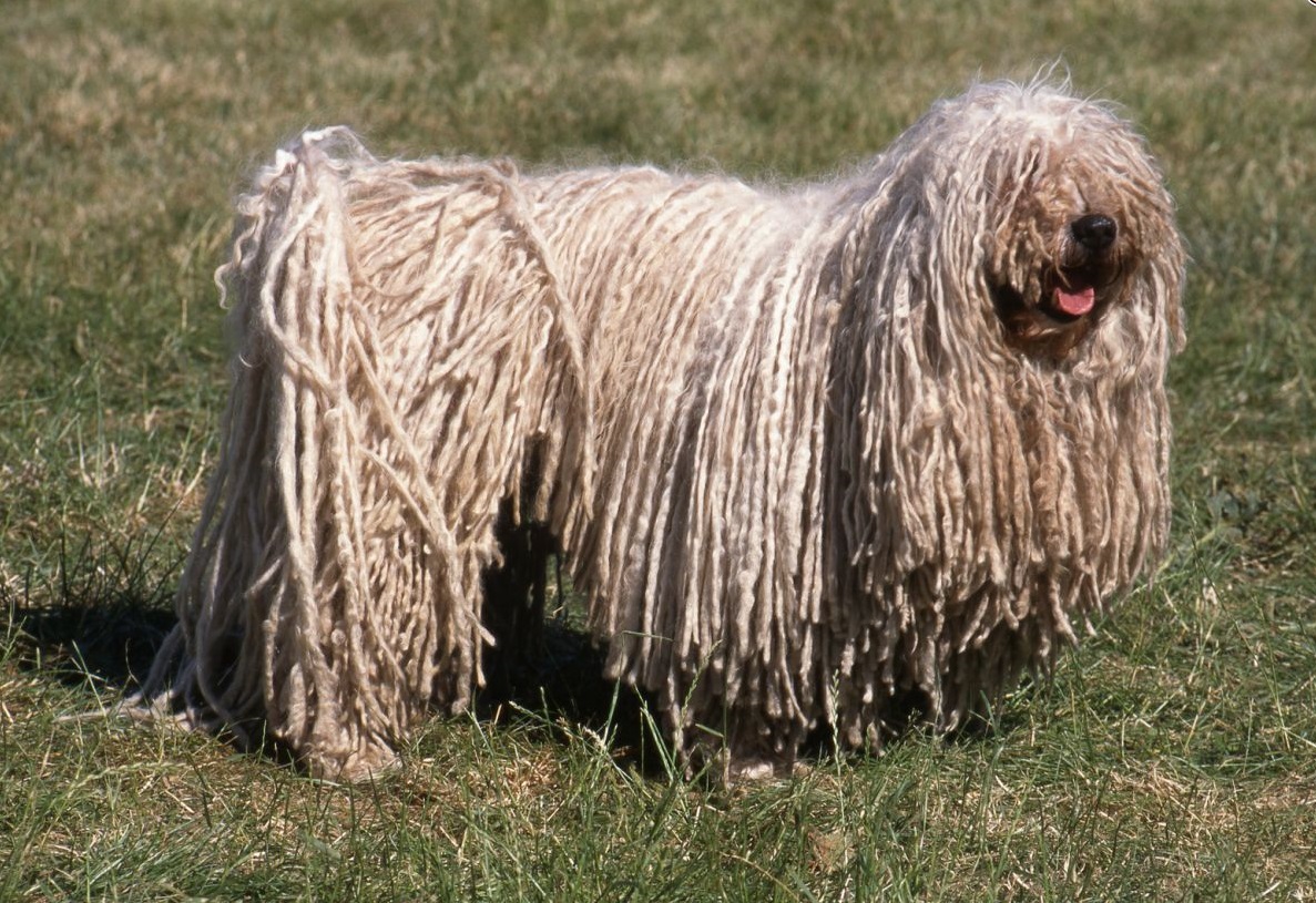 Собака с дредами: название породы питомцев