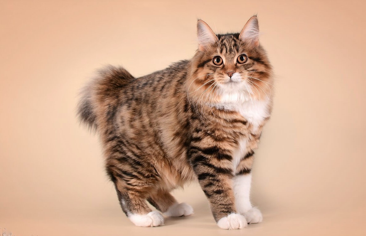 Курильский бобтейл: кошки и коты