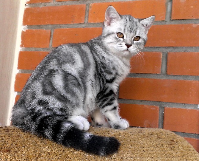 Мраморная кошка