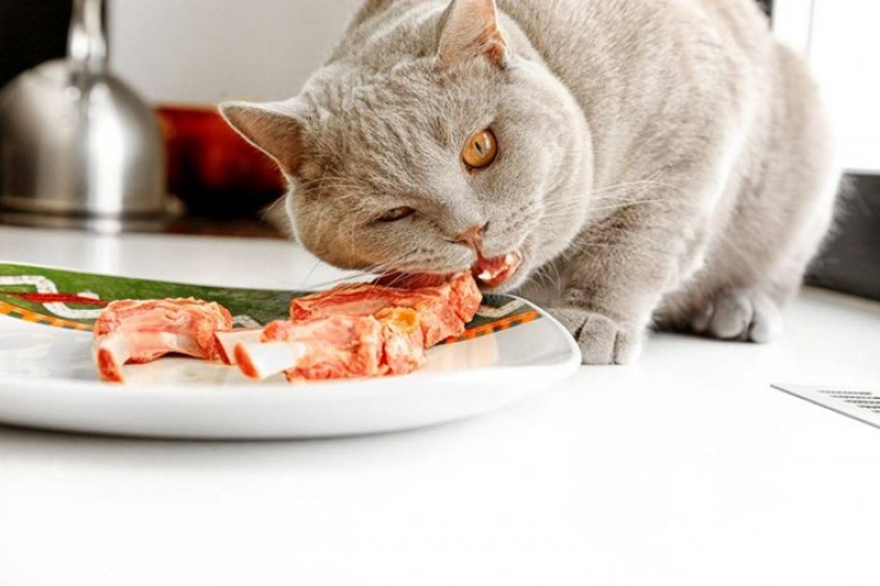 Кошка не ест: почему отказывается от еды