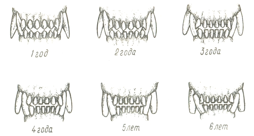 Возраст щенка по зубам в картинках