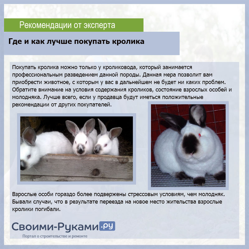 Калифорнийский кролик: описание породы, разведение и содержание