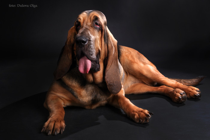 Бладхаунд (собака гончая): описание породы