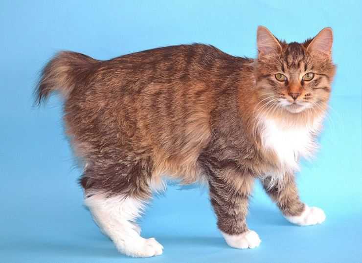 Карельский бобтейл (карело-финская кошка)