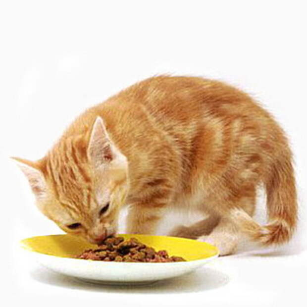 Кошку рвет после еды непереваренной пищей
