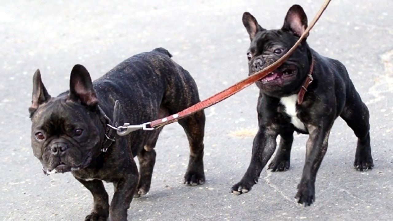 Самые глупые породы собак в мире: топ 10