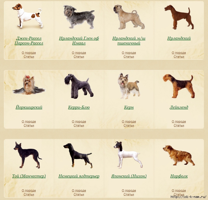 Гладкошерстные породы собак маленького, среднего и крупного размеров