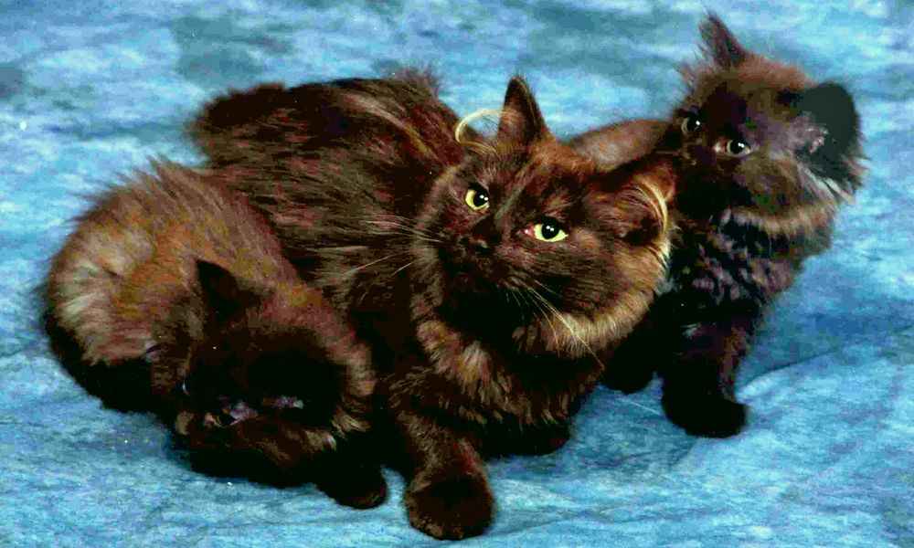 Йоркская шоколадная кошка: порода