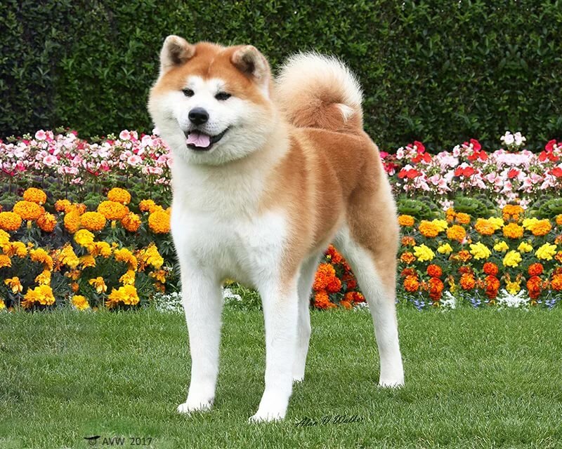 Японская собака: охотничьи породы императоров