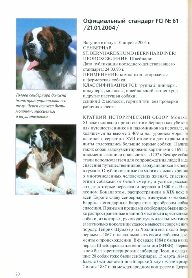 Сенбернар (собака): характеристика породы