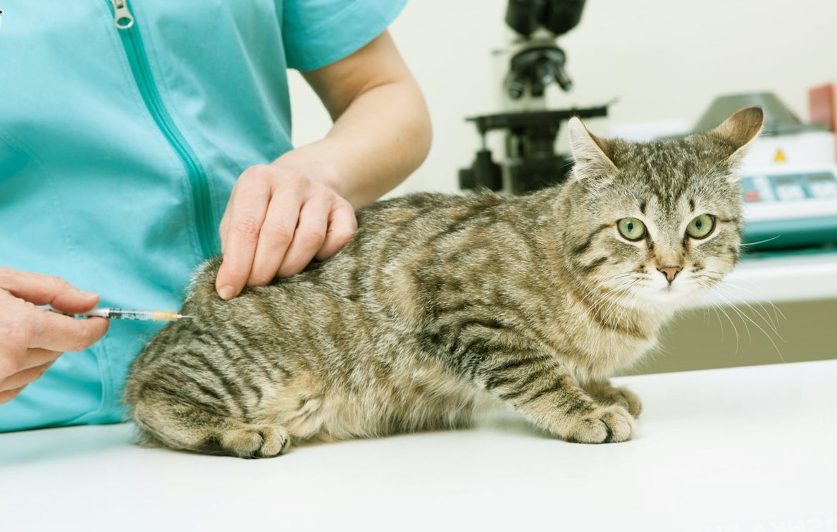 Понос у кота: чем лечить в домашних условиях