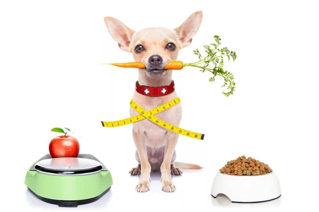 Как похудеть собаке: корма и диета при ожирении
