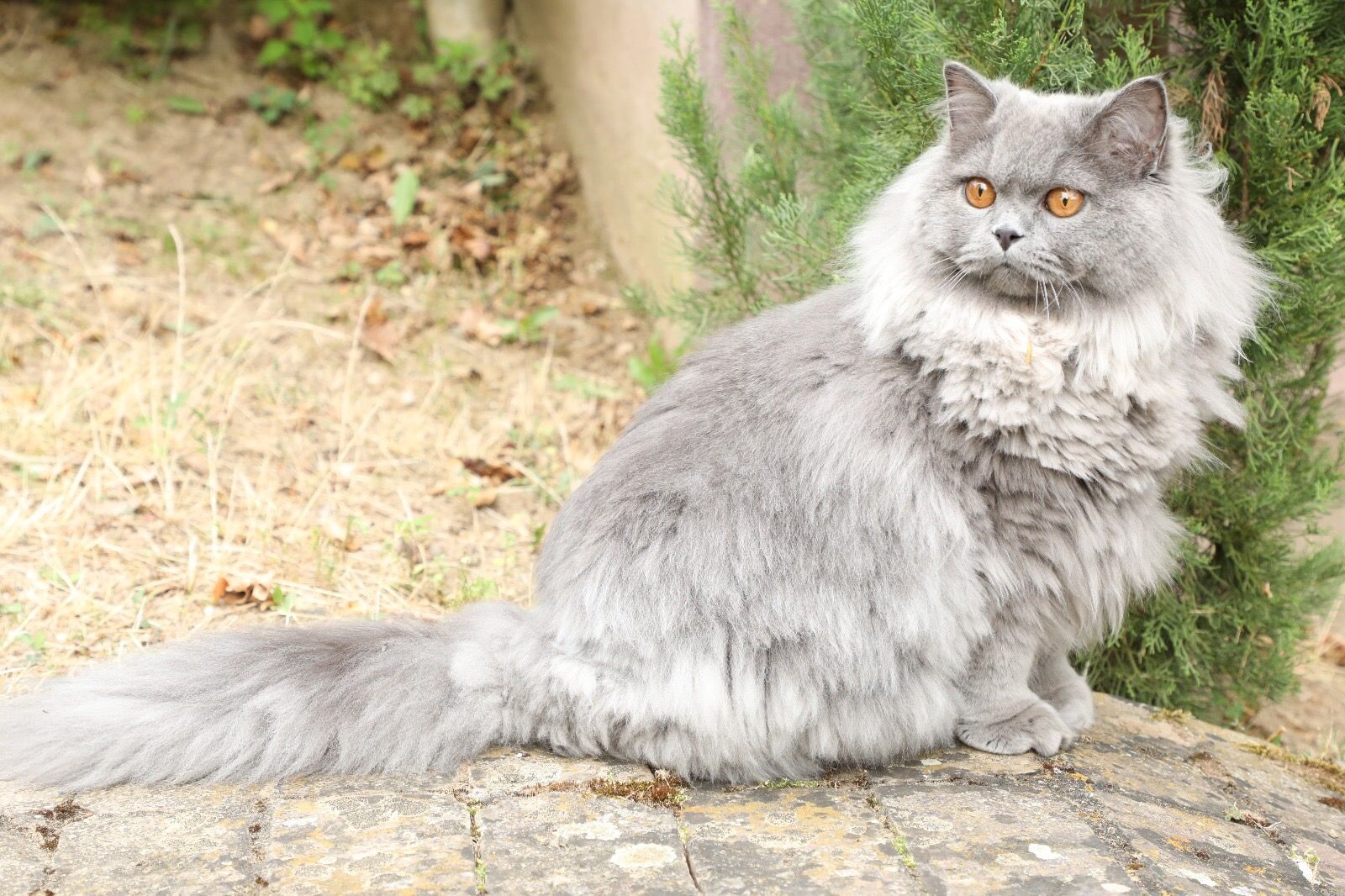 Британская длинношерстная кошка (хайлендер)