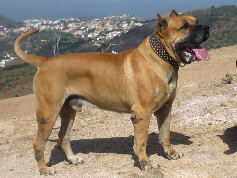 Канарский дог: описание породы собак дого канарио